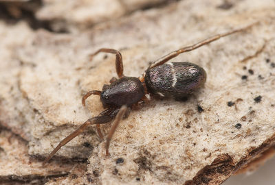 Micaria subopaca female PS0127.jpg