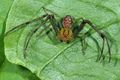Diaea dorsata m (2).JPG