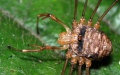 Pedipalp von Dicranopalpus ramosus.