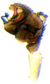 Pedipalpus