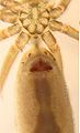Sternum und Epigyne