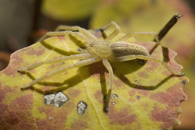 Datei:Micrommata-virescens Rotenstein 12-10 06.jpg