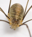 Opilio-canestrinii Weimar 09-11 02.jpg