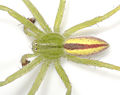 Virescens Reinstaedt 08-05 06.jpg