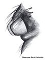 Epigyne, lateral (Løvbrekke)