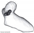 Prosoma lateral