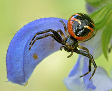 Synema globosum Fam. Thomisidae