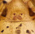 Epigyne
