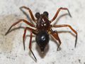 dorsal