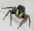 Heliophanus auratus frontal Kursawe.JPG