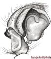 Pedipalpus retrolateral