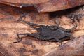 Trogulus martensi f (8).JPG