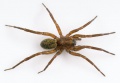 Agroeca-brunnea MuenchenT 10-03 01.jpg