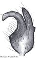 Tibialapophyse von oben gesehen