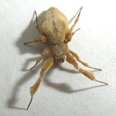 180907 Malente-BuchwGärtn Sp-Ulob plum a.jpg