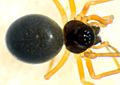Hypomma cornutum f-15.05.10-479-1.jpg
