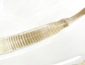 Ovipositor von Mitopus morio, proximaler Teil.
