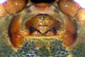 Epigyne