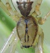 Linyphia triangularis Im Zweifel bitte Abgleichen mit Pityohyphantes phrygianus Fam. Linyphiidae