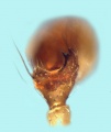 Palpus Tibialapophysen