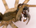 Pedipalpus