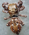 Dendryphantes-rudis.jpg