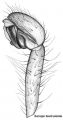 Pedipalpus