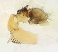 Pedipalpus