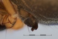 Epigyne von lateral Skala 0,5 mm gesamt