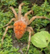 Araneus diadematus (Gartenkreuzspinne) Fam. Araneidae