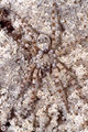 Arctosa cinerea 3 1024.jpg