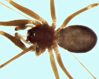 Leptoneta infuscata m do Hoehle Seix-Ariege FR 29Dez14 POger.jpg