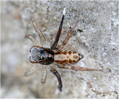Saitis tauricus male dorsal Schaefer.jpg