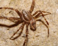 Araneus diadematus male A3294 PF1979.JPG