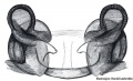 Vulva dorsal