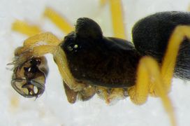 Baryphyma trifrons