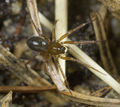 Centromerus-sylvaticus Rotenstein-5135 10-10 02.jpg