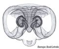 Vulva dorsal