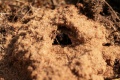 IMG 03.JPG