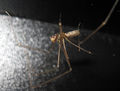 PholcusOp-Mann.jpg
