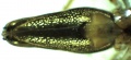 ventral