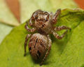 dorsal