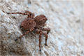 dorsal