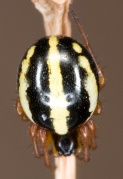 Hypsosinga pygmaea