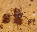 Oribatida PF5308.JPG
