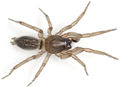 Dalmatensis Ettersberg 08-05 01.jpg