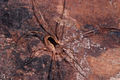 Lacinius ephippiatus m.JPG
