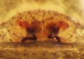 Epigyne