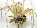 Oxyopes-lineatus Ungarn-Buda 09-05 05.jpg
