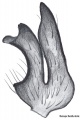 Tibialapophyse